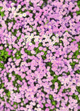 Flower Wall for Decorations Photography Backdrop F-009