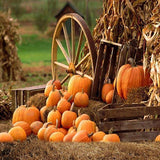 Otoño Granja Calabaza Telón de Fondo para Fotografía de Fiestas OG-027