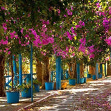 Telones de Fondo Estampados Telones de Fondo de Flores Fondo de Jardín G-232