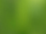 Green Shade Abstract Gradient Texture Photography Backdro