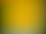 Abstract Green Yellow Gradient  Backdrop for Photography