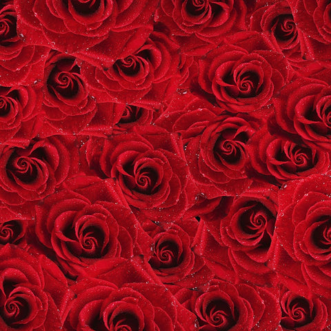 Red Rose Petals Valentine's Day Floral Backdrop